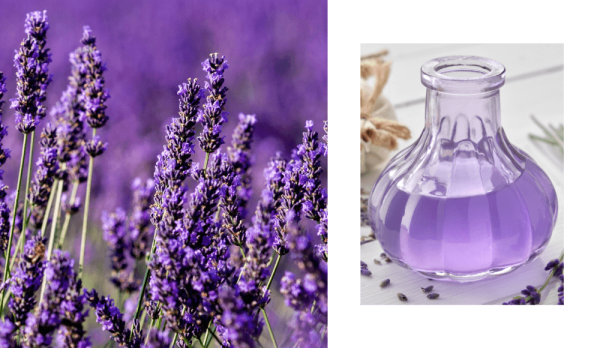 Product-Imgage-New-Essential-Oils