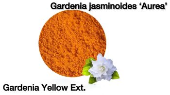 sliding-table-5-3-Gardenia-jasminoides-Aurea
