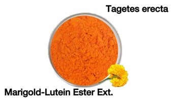 sliding-table-5-3-Tagetes-Erecta-Lutein-Ester